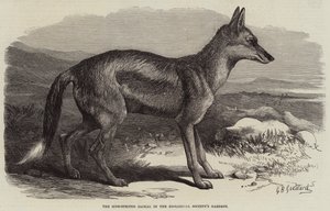 動物学園の庭園にある横縞ジャッカル 作： George Bouverie Goddard